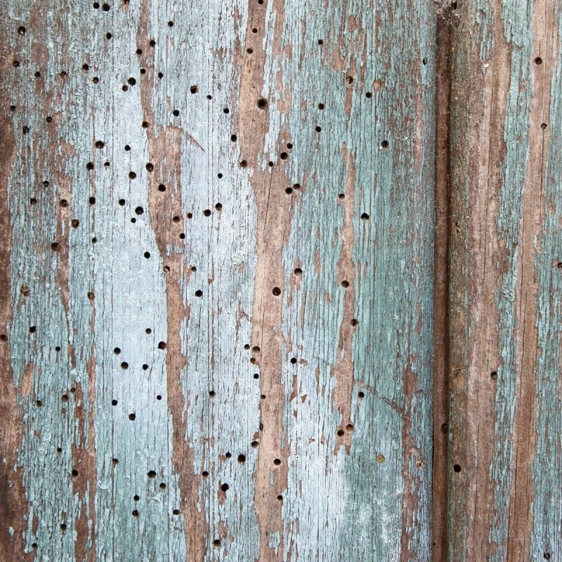 Best deal 🌟 Everbuild Lumberjack Wood Worm Killer 5 Litre LJWORM05 Box Of 4 😍 - Image 9