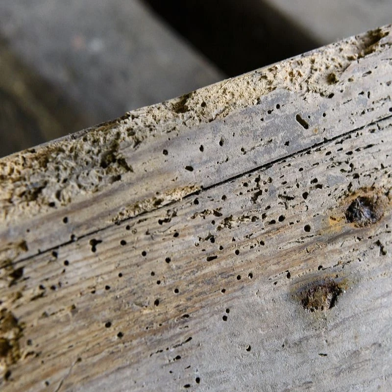 Best deal 🌟 Everbuild Lumberjack Wood Worm Killer 5 Litre LJWORM05 Box Of 4 😍 - Image 10