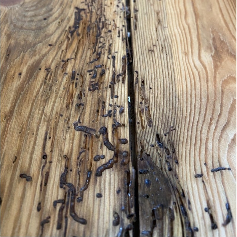 Everbuild Lumberjack Wood Worm Killer 5 Litre LJWORM05 Box of 4 Best deal ???? Everbuild Lumberjack Wood Worm Killer 5 Litre LJWORM05 Box Of 4 ???? -Everbuild Shop unnamed file 1803