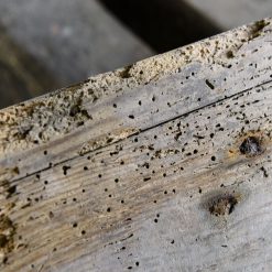 Wholesale ???? Everbuild Lumberjack Woodworm Killer Treatment 5 Litre LJWORM05 ???? -Everbuild Shop unnamed file 1814