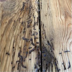 Wholesale ???? Everbuild Lumberjack Woodworm Killer Treatment 5 Litre LJWORM05 ???? -Everbuild Shop unnamed file 1815